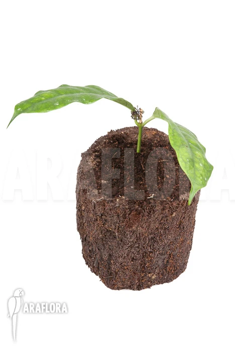 Hoya Danumensis 3 Hoya Danumensis - Image 3