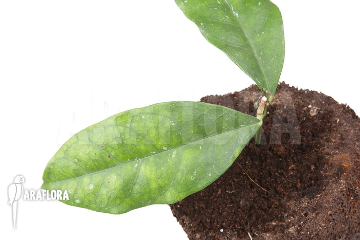 Hoya Danumensis 4 Hoya Danumensis - Image 4