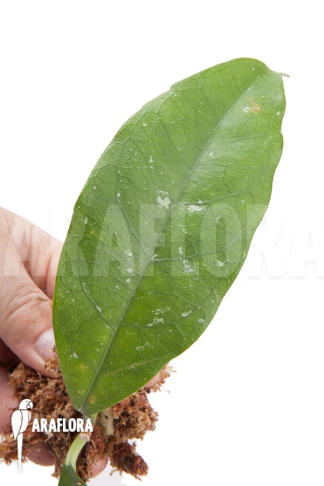 Hoya Danumensis 'Kipandi' Rooted Cutting 1 Hoya Danumensis 'Kipandi' Rooted Cutting