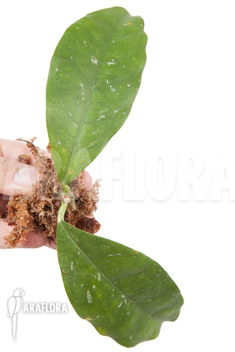 Hoya Danumensis 'Kipandi' Rooted Cutting 3 Hoya Danumensis 'Kipandi' Rooted Cutting - Image 3