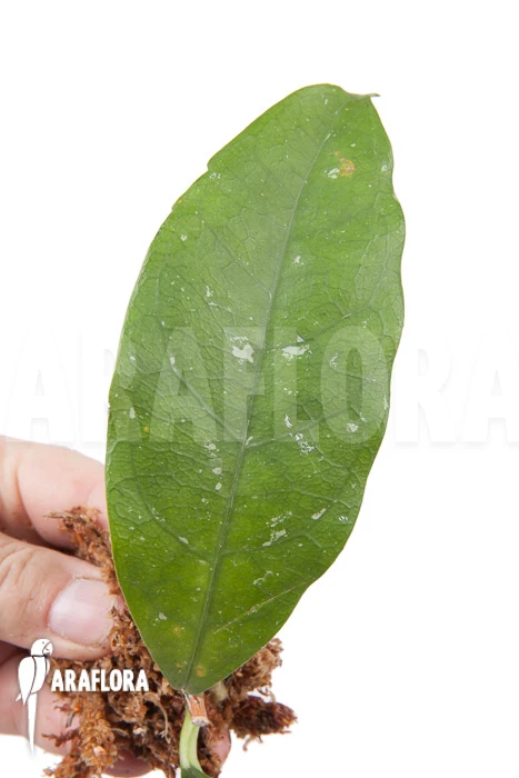 Hoya Danumensis 'Kipandi' Rooted Cutting 2 Hoya Danumensis 'Kipandi' Rooted Cutting - Image 2