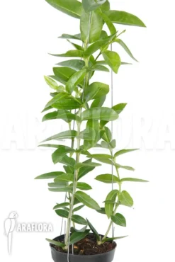 Hoya Densifolia -Green Haven Sales Store Hoya densifolia 3