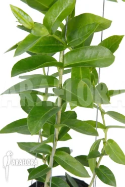 Hoya Densifolia -Green Haven Sales Store Hoya densifolia 4