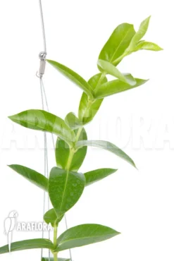 Hoya Densifolia -Green Haven Sales Store Hoya densifolia 5