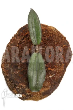 Hoya Erythrina -Green Haven Sales Store Hoya erythrina 2