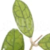 Hoya Finlaysonii Rp099