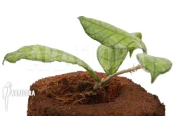 Hoya Finlaysonii Rp099 7 Hoya Finlaysonii Rp099 -Green Haven Sales Store Hoya finlaysonii Rp099 4