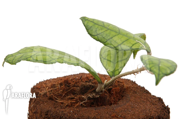 Hoya Finlaysonii Rp099 3 Hoya Finlaysonii Rp099 - Image 3