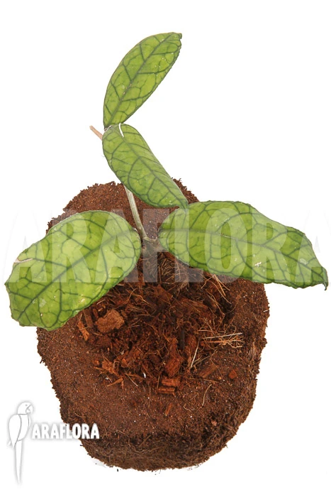 Hoya Finlaysonii Rp099 2 Hoya Finlaysonii Rp099 - Image 2