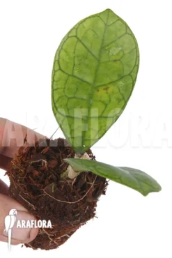 Hoya Finlaysonii Rp099 'S'