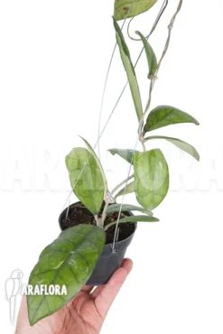 Hoya Finlaysonii Rp099 'XL'