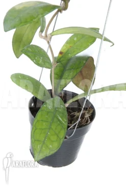 Hoya Finlaysonii Rp099 'XL' -Green Haven Sales Store Hoya finlaysonii Rp099 XL 4