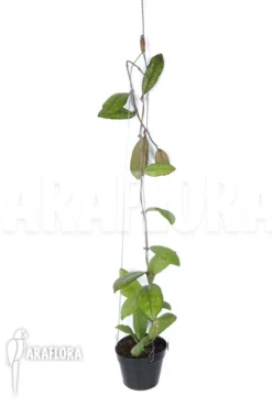 Hoya Finlaysonii Rp099 'XL' -Green Haven Sales Store Hoya finlaysonii Rp099 XL 5