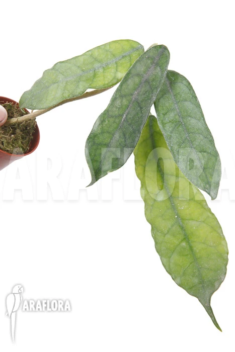 Hoya Globulosa 1 Hoya Globulosa