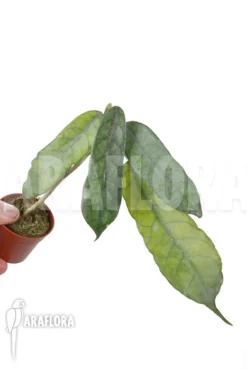 Hoya Globulosa 7 Hoya Globulosa -Green Haven Sales Store Hoya globulosa 2