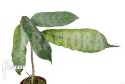 Hoya Globulosa 6 Hoya Globulosa -Green Haven Sales Store Hoya globulosa 3