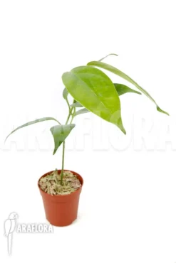 Hoya Halconensis -Green Haven Sales Store Hoya halconensis 4