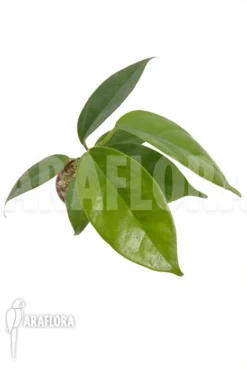 Hoya Halconensis -Green Haven Sales Store Hoya halconensis 5