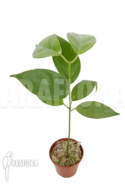 Hoya Halconensis -Green Haven Sales Store Hoya halconensis 6