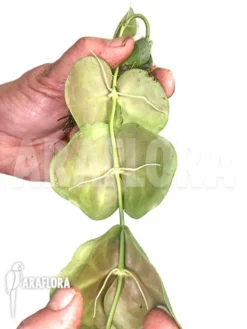 Hoya Imbricata Large (starter) -Green Haven Sales Store Hoya imbricata Large starter 3