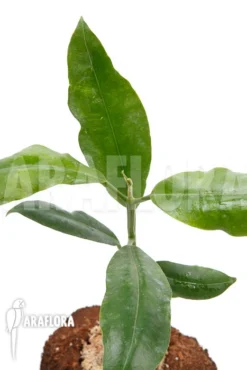 Hoya Imperalis 'Red'