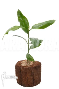 Hoya Imperalis 'Red' -Green Haven Sales Store Hoya imperalis Red 2