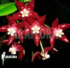 Hoya Imperalis 'Red' -Green Haven Sales Store Hoya imperalis Red 4