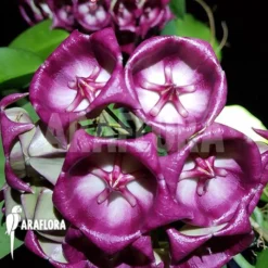 Hoya Kaimuki 'Red' -Green Haven Sales Store Hoya kaimuki Red 1