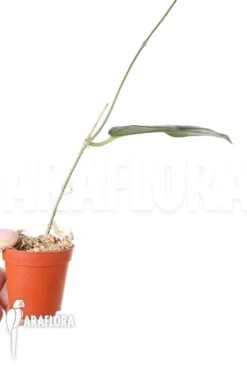 Hoya Kaimuki 'Red' -Green Haven Sales Store Hoya kaimuki Red 4