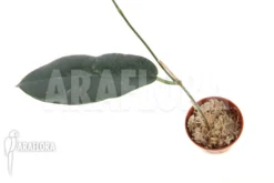 Hoya Kaimuki 'Red' -Green Haven Sales Store Hoya kaimuki Red 5