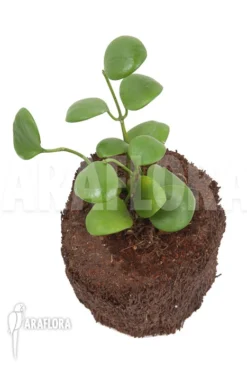 Hoya Kastbergii -Green Haven Sales Store Hoya kastbergii 3