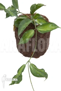 Hoya Kenejiana Albomarginata