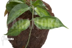 Hoya Kenejiana Albomarginata -Green Haven Sales Store Hoya kenejiana albomarginata 3