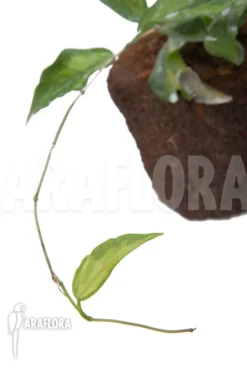 Hoya Kenejiana Albomarginata -Green Haven Sales Store Hoya kenejiana albomarginata 4