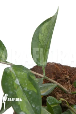 Hoya Kenejiana Albomarginata -Green Haven Sales Store Hoya kenejiana albomarginata 5