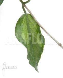 Hoya Kenejiana Albomarginata -Green Haven Sales Store Hoya kenejiana albomarginata 6