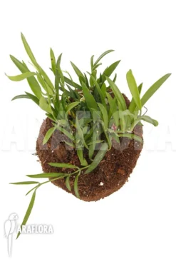 Hoya Kentiana New -Green Haven Sales Store Hoya kentiana New 5