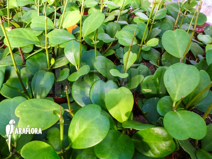 Hoya Kerrii 1 Hoya Kerrii