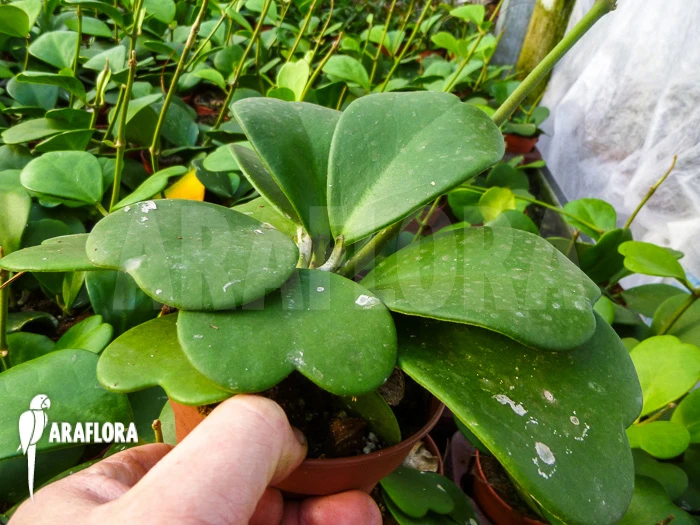 Hoya Kerrii 2 Hoya Kerrii - Image 2