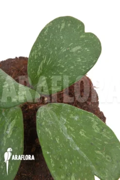 Hoya Kerrii 'Splash'