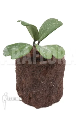 Hoya Kerrii 'Splash' 8 Hoya Kerrii 'Splash' -Green Haven Sales Store Hoya kerrii Splash 2