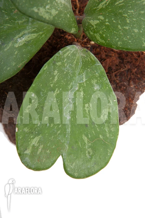 Hoya Kerrii 'Splash' 5 Hoya Kerrii 'Splash' - Image 5