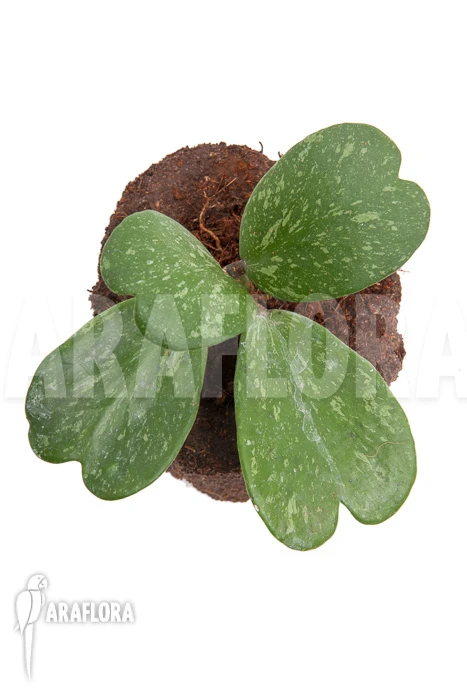 Hoya Kerrii 'Splash' 2 Hoya Kerrii 'Splash' - Image 2