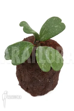 Hoya Kerrii 'Splash' 7 Hoya Kerrii 'Splash' -Green Haven Sales Store Hoya kerrii Splash 5