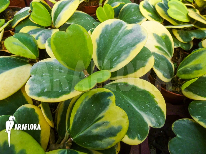 Hoya Kerrii Variegata 1 Hoya Kerrii Variegata