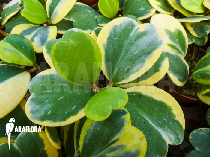 Hoya Kerrii Variegata 2 Hoya Kerrii Variegata - Image 2