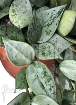 Hoya Krohniana 'Eskimo'