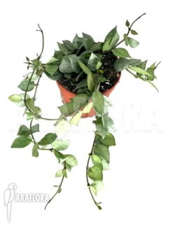 Green Haven Sales Store -Green Haven Sales Store Hoya krohniana eskimo 2