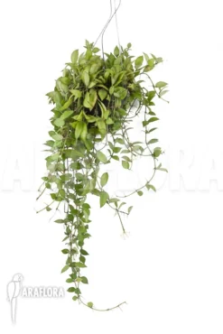 Hoya Lacunosa -Green Haven Sales Store Hoya lacunosa 2