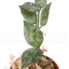 Hoya Lacunosa 'Silver Leaves'